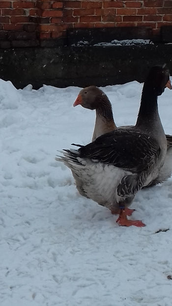  - Gaste Toulouse De Expoziție