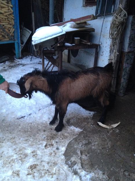 image - 0 Aa De vânzare țap alpina franceză