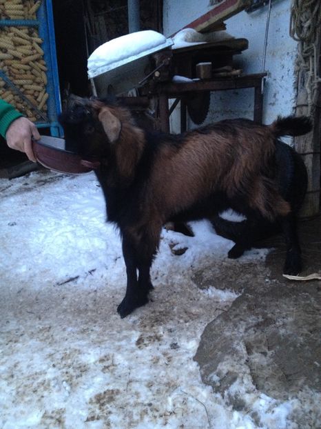 image - 0 Aa De vânzare țap alpina franceză