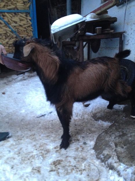 image - 0 Aa De vânzare țap alpina franceză