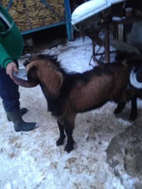 image - 0 Aa De vânzare țap alpina franceză