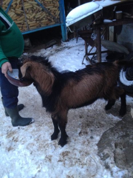 image - 0 Aa De vânzare țap alpina franceză