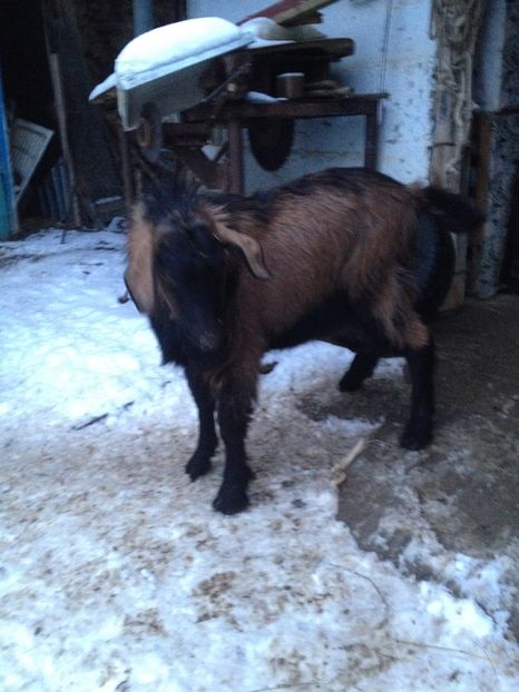 image - 0 Aa De vânzare țap alpina franceză