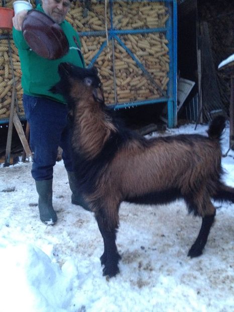 image - 0 Aa De vânzare țap alpina franceză