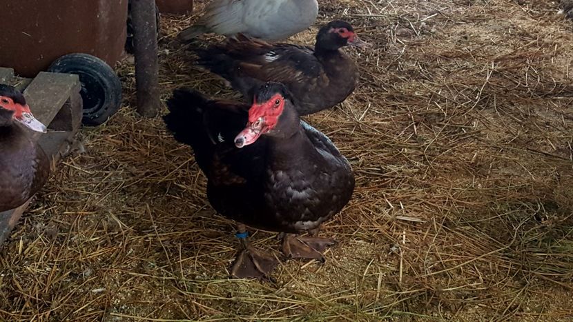  - Bomboane asortate 2018