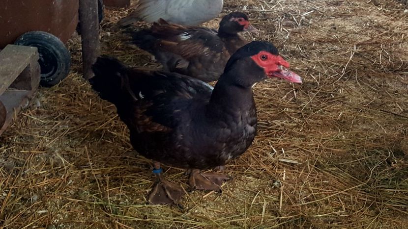  - Bomboane asortate 2018