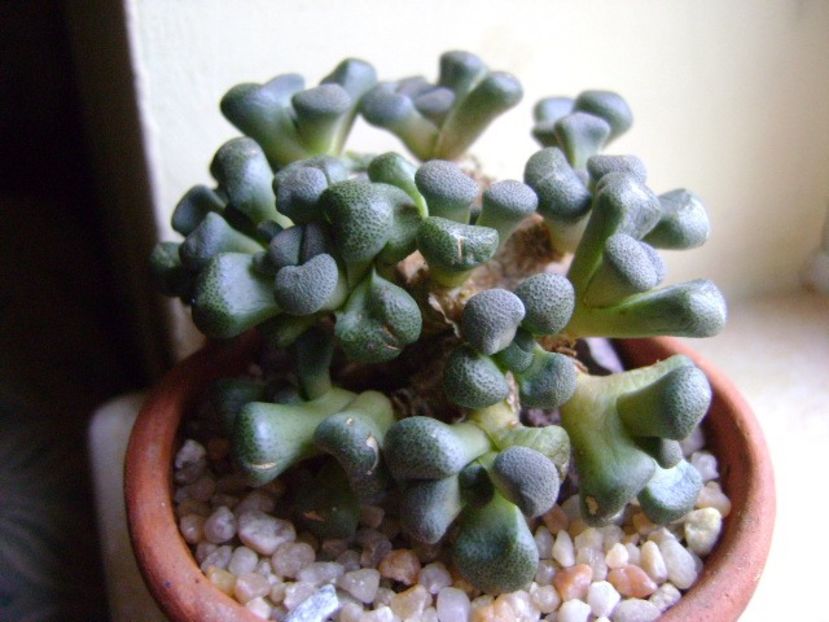 Winter grower: Aloinopsis schooneesii - Caudiciforme si bulbi 2018