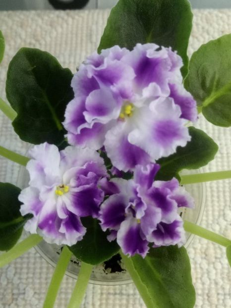 24 ian - ZZ AE Avantiura