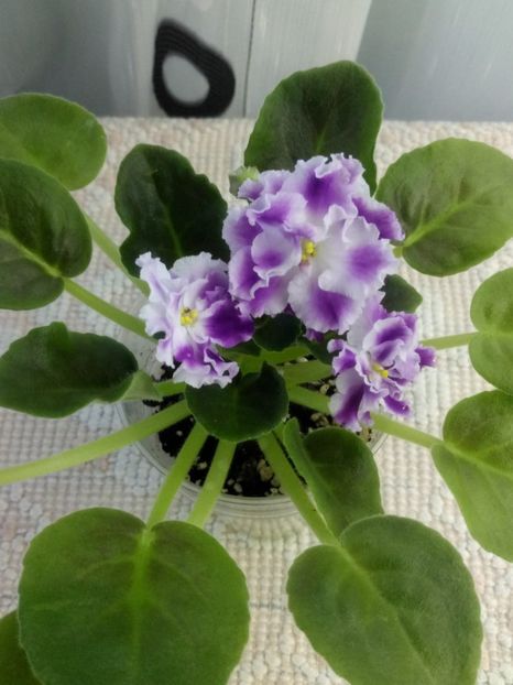 24 ian - ZZ AE Avantiura