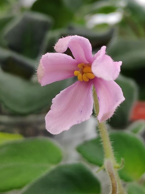 21 ian - ZZ Bol s Evening Irja