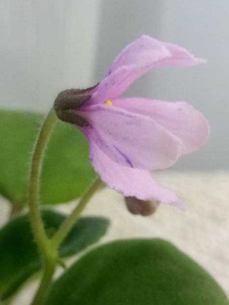 24 ian - ZZ Bol s Evening Irja