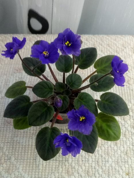 24 ian - Downsview Trail