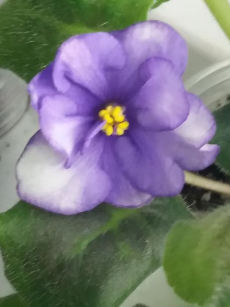  - ZZ Lyon-s Spectacular