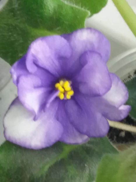  - ZZ Lyon-s Spectacular