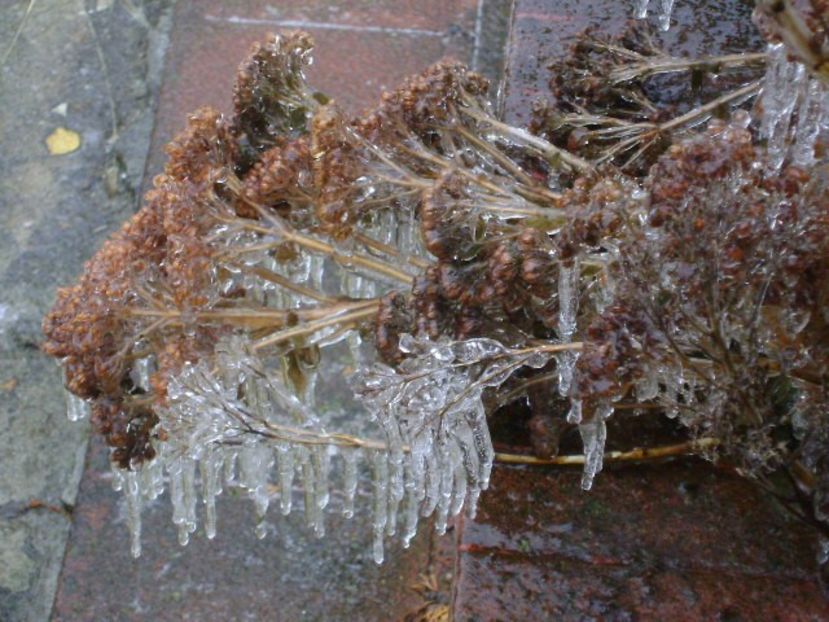 Freezing rain - v Iarna 2019-2020