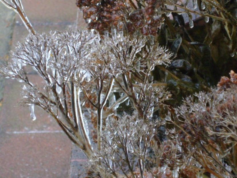 Freezing rain - v Iarna 2019-2020