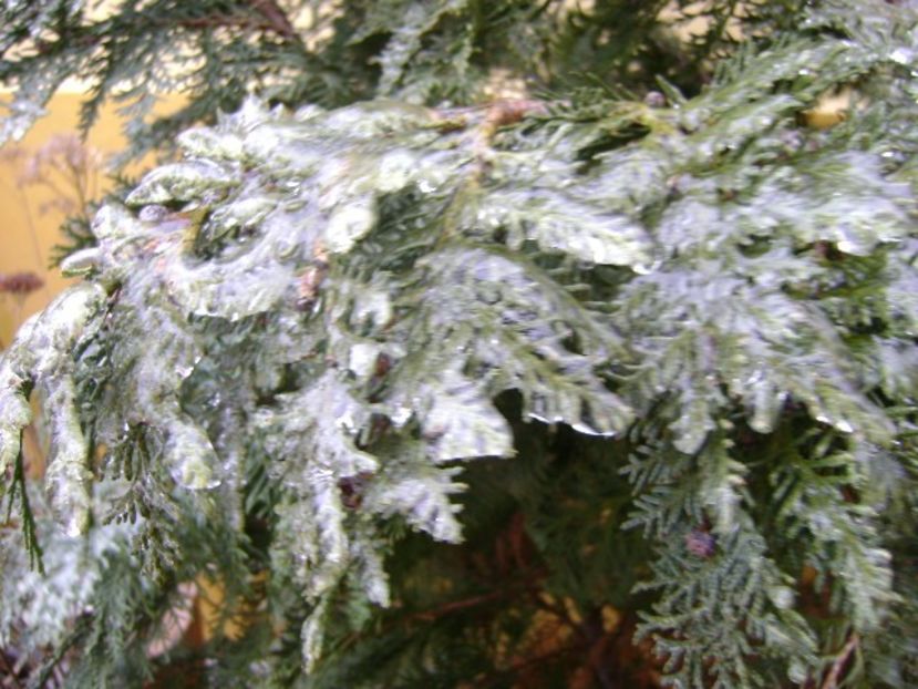 Freezing rain - v Iarna 2019-2020