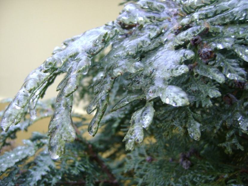 Freezing rain - v Iarna 2019-2020