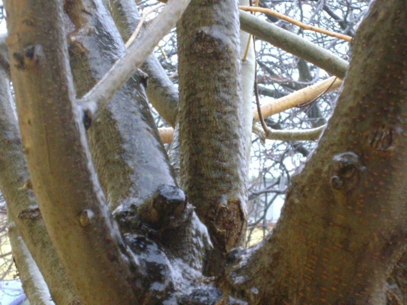 Freezing rain - v Iarna 2019-2020