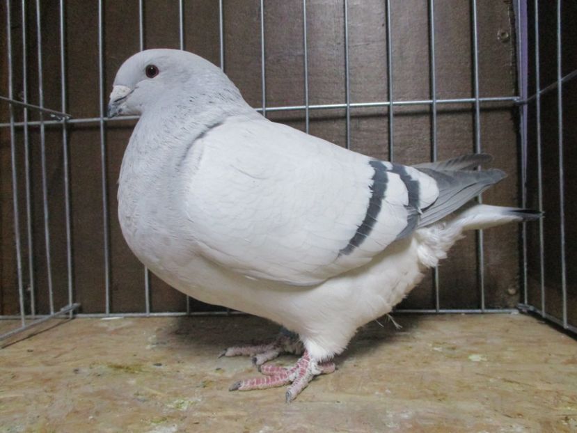 03531-18 - Femele 2019