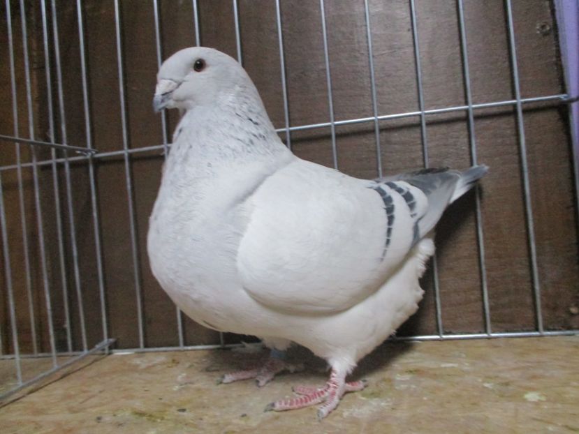 03560-18 - Femele 2019