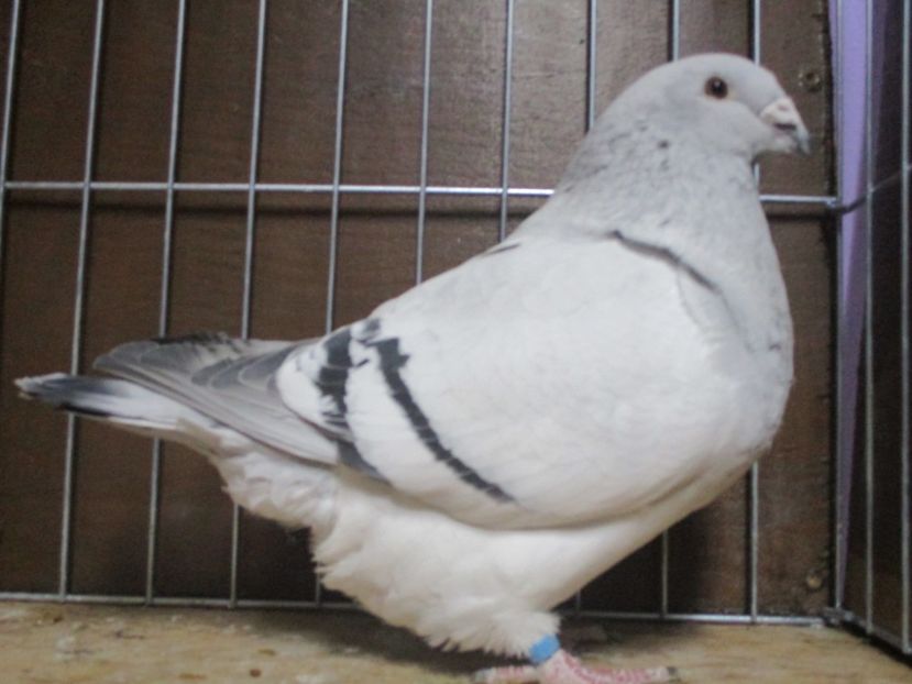 03565-18 - Femele 2019