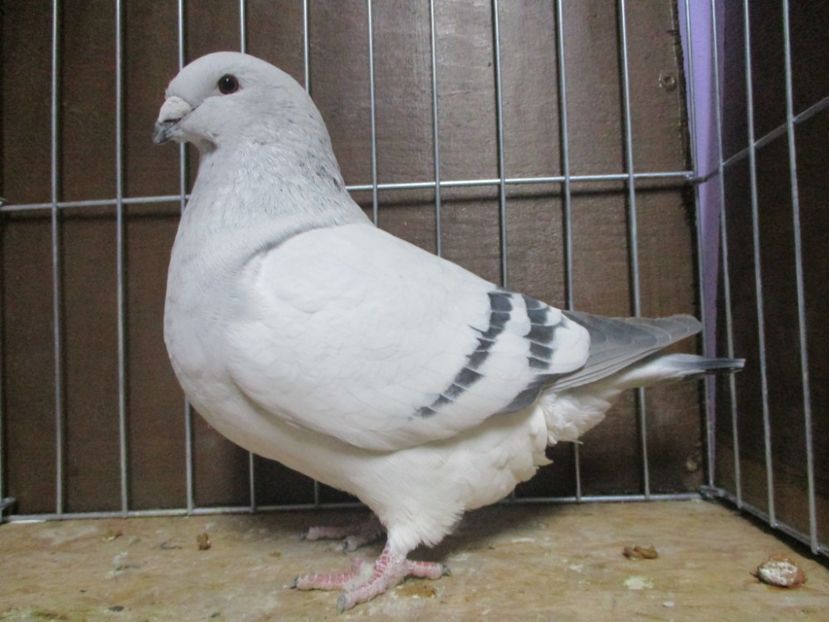 03572-18 - Femele 2019