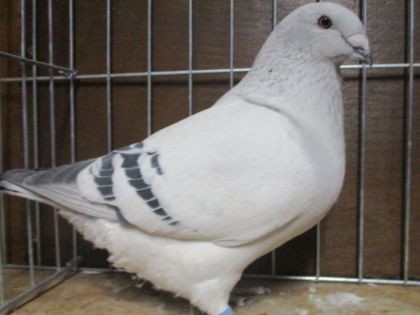 03576-18 - Femele 2019