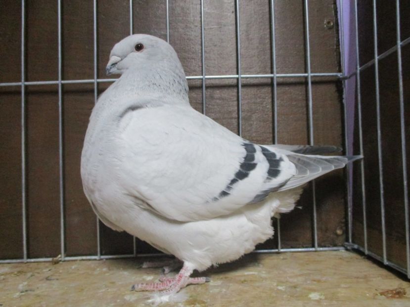 03585-18 - Femele 2019