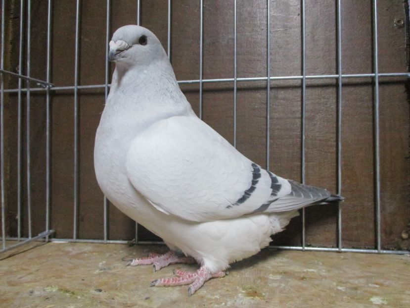 03592-18 - Femele 2019