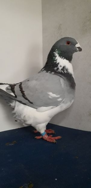 M 2018 H - Masculi matca 2019