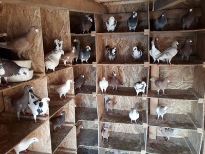 111755895_GEGWHSL - Rasele mele preferate de ornament pe care îi detin