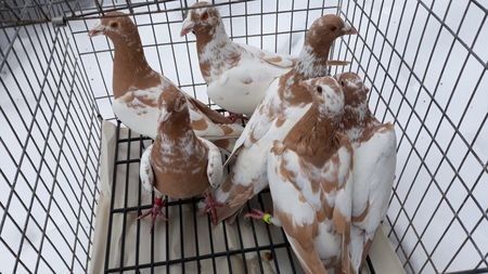 111742775_COWWILS3 - Rasele mele preferate de ornament pe care îi detin