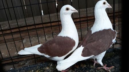 111701741_QQAPSCZ - Rasele mele preferate de ornament pe care îi detin