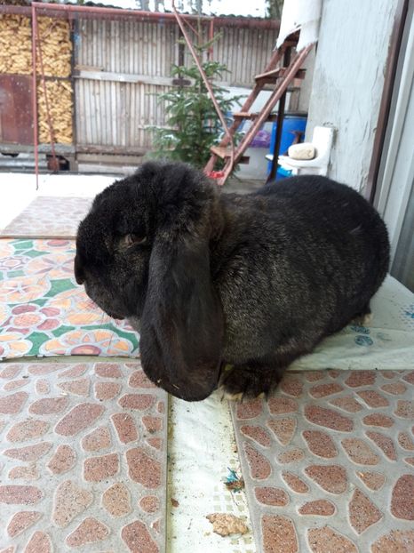 Campion Satu-Mare 2019 - REZULTATUL IEPURILOR!!!