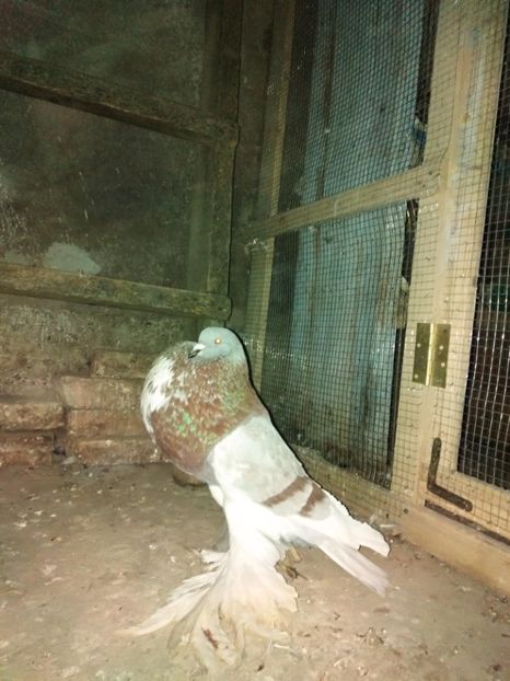  - gusati de pomerania