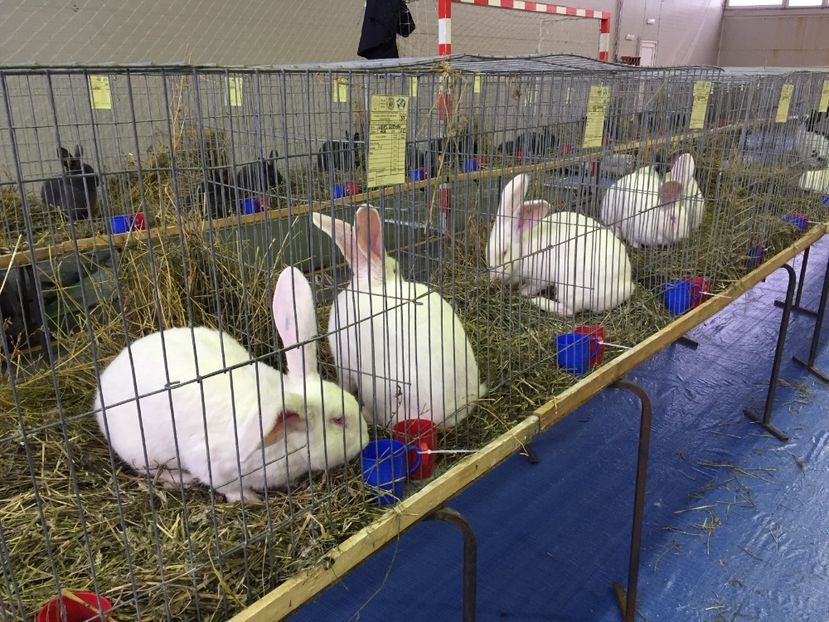 46CEFE08-4A54-4156-A676-ECADD9C7AA41 - 0 Rezultate expo Comarnic 25-27 ian 2019