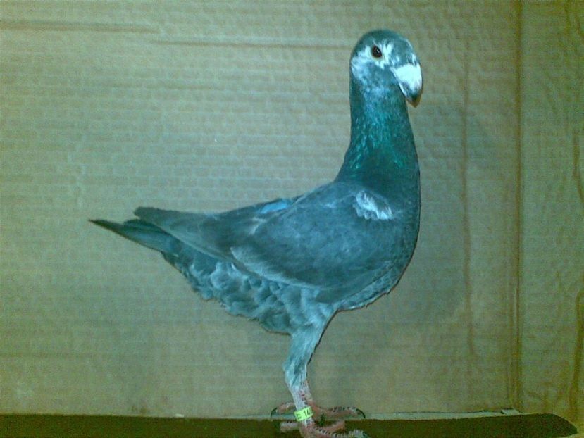 2017 - Matca femele 2019