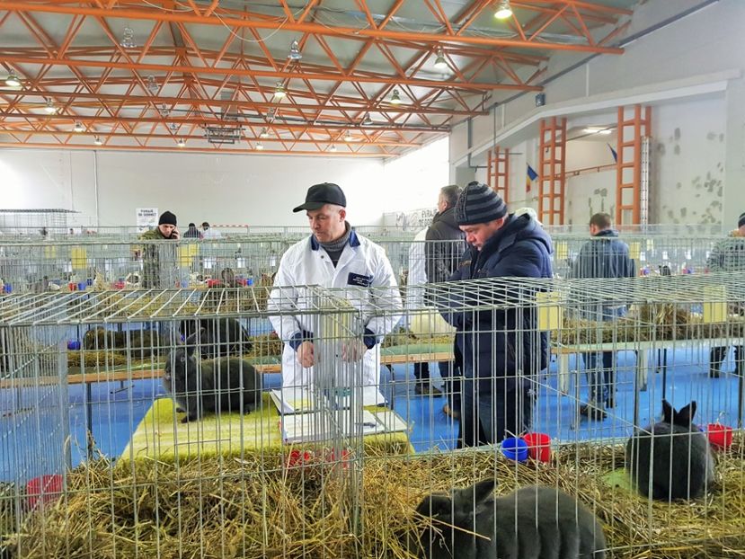  - u EXPO PASARI PORUMBEI SI ANIMALUTE DE CASA Plesuva Comarnic Ian 2019