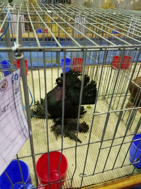  - u EXPO PASARI PORUMBEI SI ANIMALUTE DE CASA Plesuva Comarnic Ian 2019