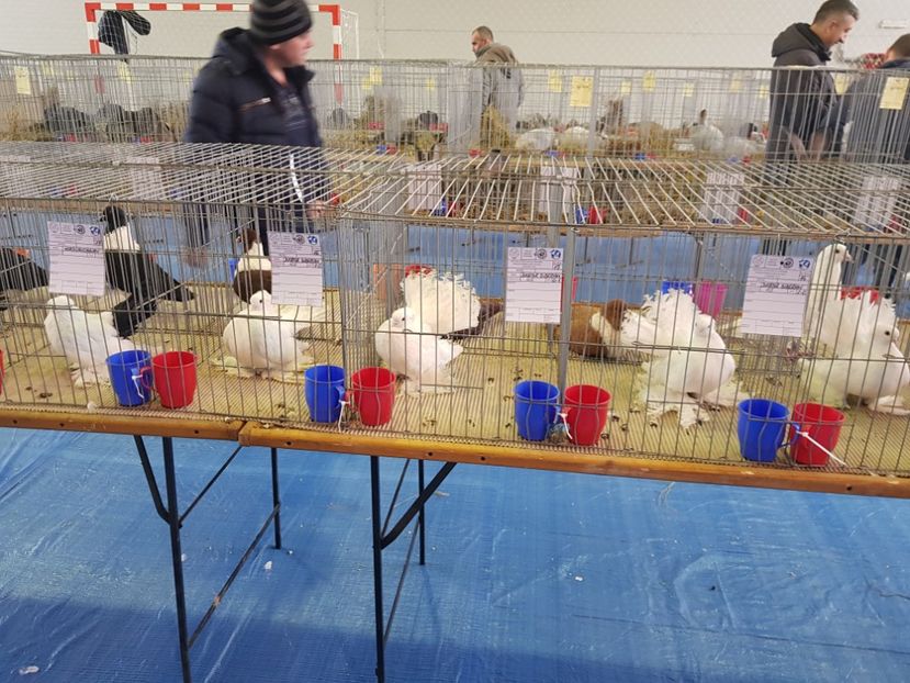  - u EXPO PASARI PORUMBEI SI ANIMALUTE DE CASA Plesuva Comarnic Ian 2019