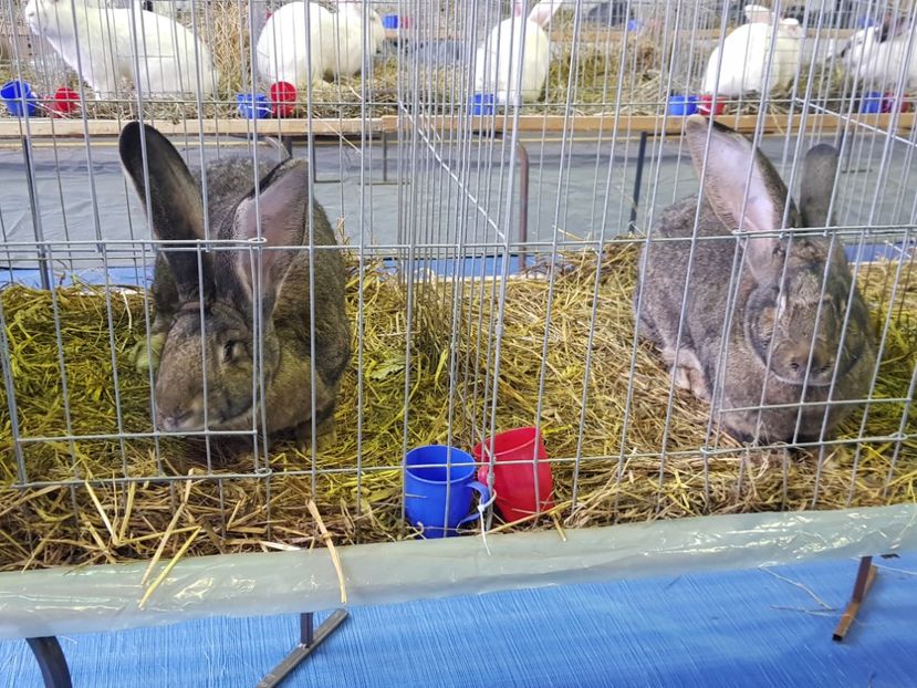  - u EXPO PASARI PORUMBEI SI ANIMALUTE DE CASA Plesuva Comarnic Ian 2019