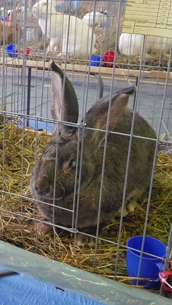 20190125_114535 (2) - u EXPO PASARI PORUMBEI SI ANIMALUTE DE CASA Plesuva Comarnic Ian 2019