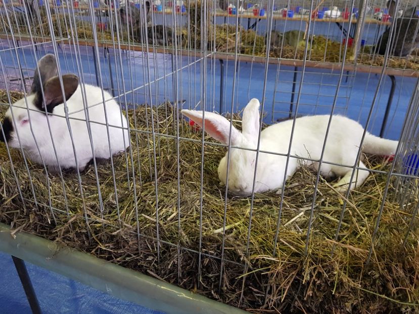  - u EXPO PASARI PORUMBEI SI ANIMALUTE DE CASA Plesuva Comarnic Ian 2019