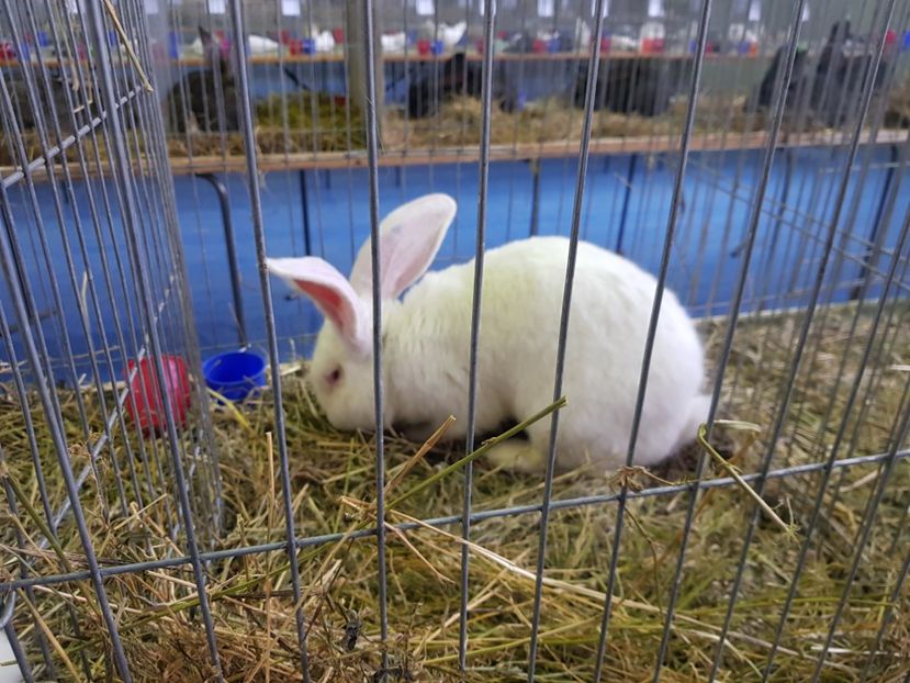  - u EXPO PASARI PORUMBEI SI ANIMALUTE DE CASA Plesuva Comarnic Ian 2019