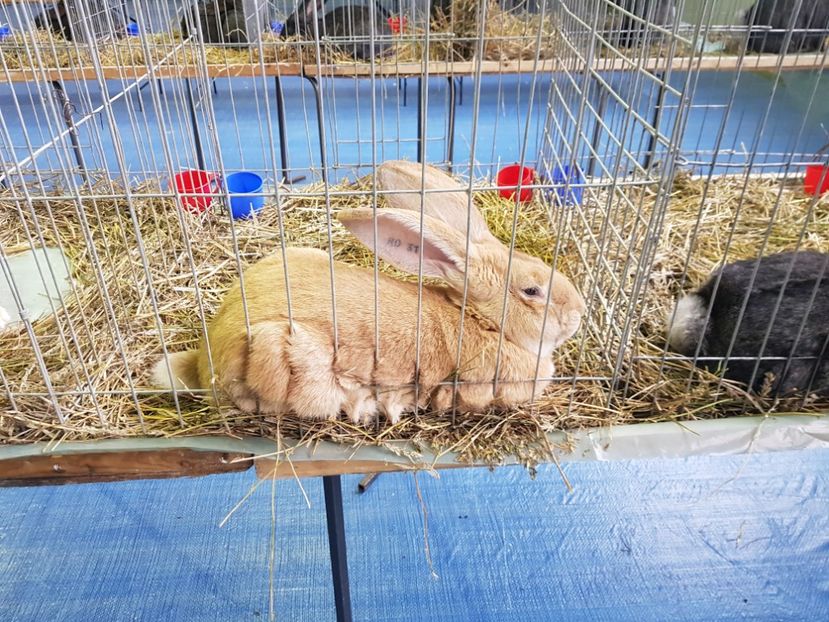  - u EXPO PASARI PORUMBEI SI ANIMALUTE DE CASA Plesuva Comarnic Ian 2019