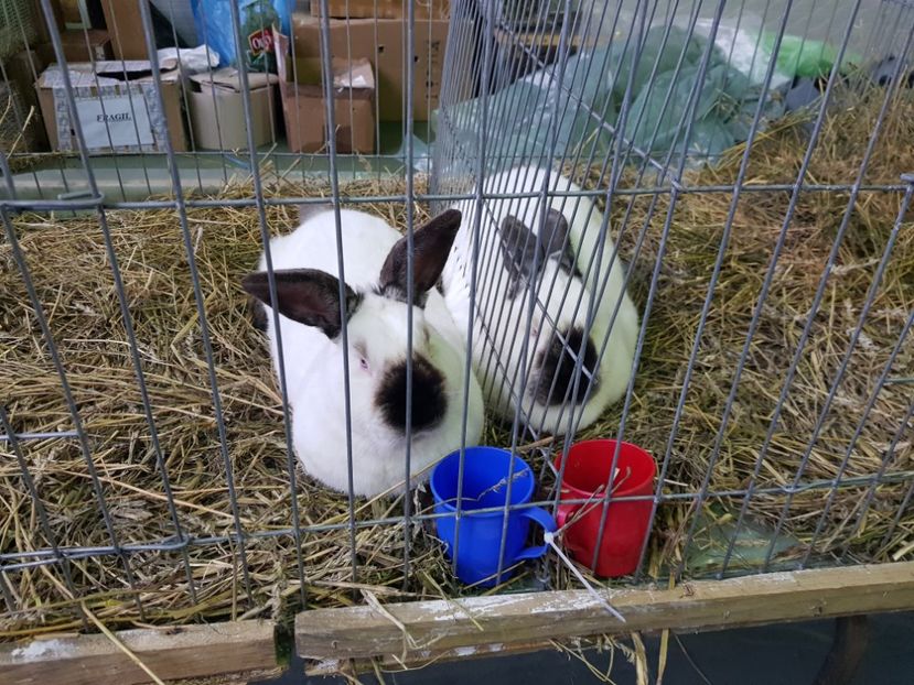  - u EXPO PASARI PORUMBEI SI ANIMALUTE DE CASA Plesuva Comarnic Ian 2019
