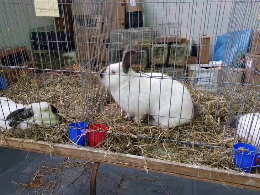  - u EXPO PASARI PORUMBEI SI ANIMALUTE DE CASA Plesuva Comarnic Ian 2019