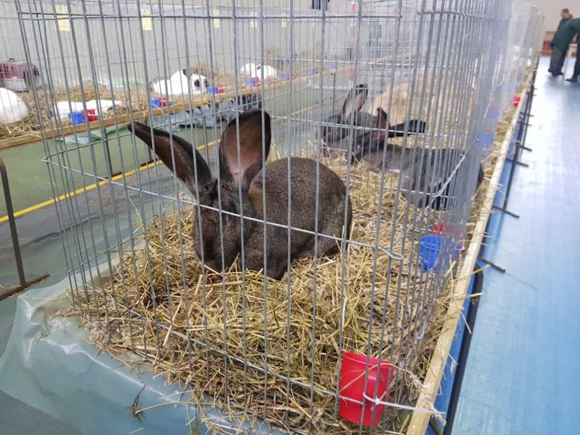  - u EXPO PASARI PORUMBEI SI ANIMALUTE DE CASA Plesuva Comarnic Ian 2019