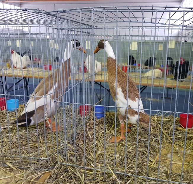 20190125_114959 (2) - u EXPO PASARI PORUMBEI SI ANIMALUTE DE CASA Plesuva Comarnic Ian 2019